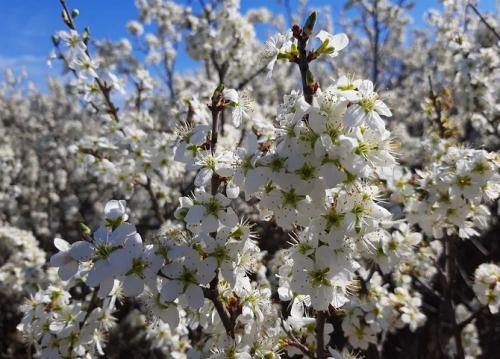 Дикая слива, как называется. Терн — описание, полезные свойства, применение, рецепты для здоровья и красоты