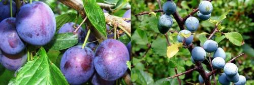 Дикая слива, как называется. Терн — описание, полезные свойства, применение, рецепты для здоровья и красоты