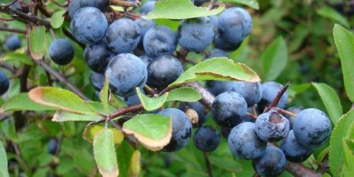 Дикая слива. Что такое терновник