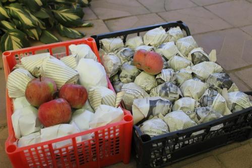 Можно ли использовать пленку или пакеты для хранения яблок и груш. Пищевая пленка: Хранение яблок (овощей и фруктов)