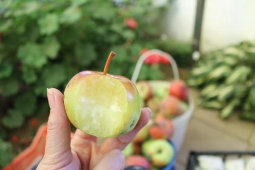 Можно ли использовать пленку или пакеты для хранения яблок и груш. Пищевая пленка: Хранение яблок (овощей и фруктов)