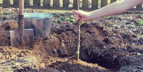 Когда сажать деревья осенью. Как правильно сажать деревья осенью: сроки, этапы посадки и разновидности