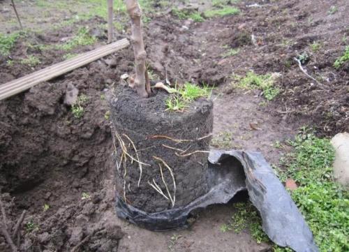 Когда сажать деревья осенью. Как правильно сажать деревья осенью: сроки, этапы посадки и разновидности