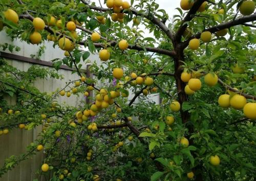 Когда сажать деревья осенью. Как правильно сажать деревья осенью: сроки, этапы посадки и разновидности