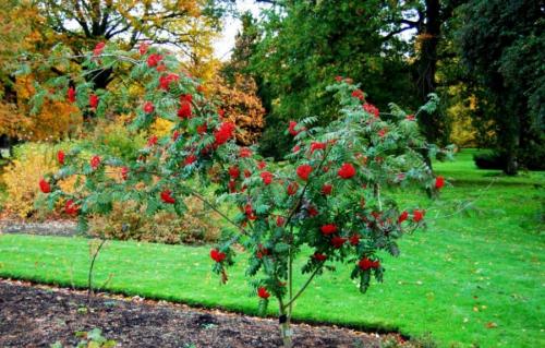 Когда сажать деревья осенью. Как правильно сажать деревья осенью: сроки, этапы посадки и разновидности