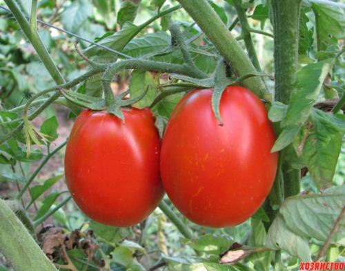 Деревянные помидоры. Столбур помидоров. Как одолеть