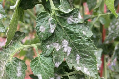 Белые прожилки на листьях томатов. На рассаде помидор появляются пятна: причины и методы их устранения