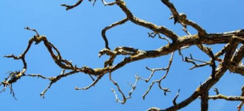 Как восстановить яблоки, если они начали высыхать. Советы экспертов, что делать, если сохнут яблони?