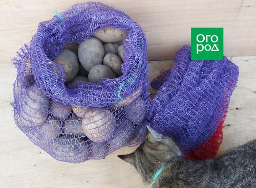 Сушёные, замороженные или консервированные: как сохранить яблоки на зиму в домашних условиях 08 Сушёные, замороженные или консервированные: как сохранить яблоки на зиму в домашних условиях 08