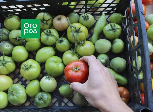 Сушёные, замороженные или консервированные: как сохранить яблоки на зиму в домашних условиях 04 Сушёные, замороженные или консервированные: как сохранить яблоки на зиму в домашних условиях 04