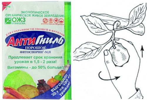 Полезные советы: как правильно сохранить яблоки в домашних условиях 01