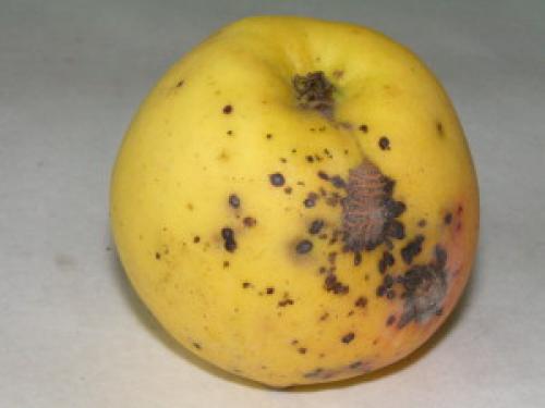 Сушёные, замороженные или консервированные: как сохранить яблоки на зиму в домашних условиях 11 Сушёные, замороженные или консервированные: как сохранить яблоки на зиму в домашних условиях 11