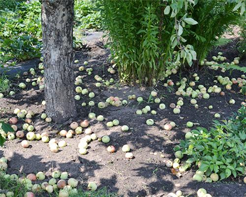 Как погода влияет на время сбора яблок. Когда убирать урожай яблок