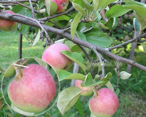 Как погода влияет на время сбора яблок. Когда убирать урожай яблок