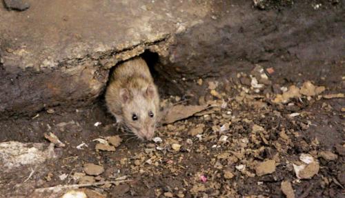 Как защитить деревянный дом от мышей.  Грызуны – вечные спутники человека