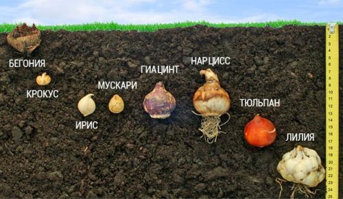 Ярусная посадка луковичных. Цветовод посадила луковичные цветы необычным способом… И вот, что у нее вышло!