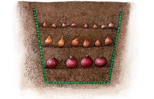 Ярусная посадка луковичных. Цветовод посадила луковичные цветы необычным способом… И вот, что у нее вышло!