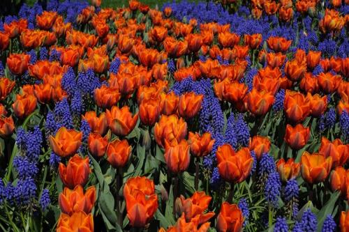 Ярусная посадка луковичных. Цветовод посадила луковичные цветы необычным способом… И вот, что у нее вышло!