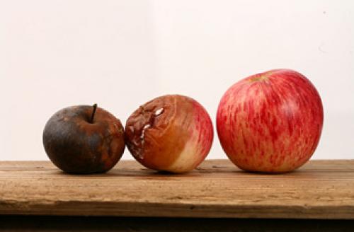 Как сохранить летние яблоки свежими до зимы: советы и рекомендации 01