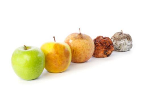 Как сохранить летние яблоки свежими до зимы: советы и рекомендации 02