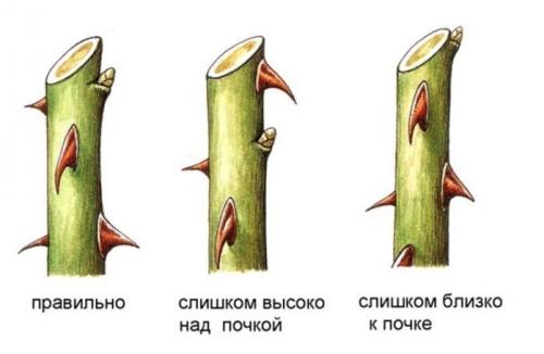Когда и как укрывать розы на зиму. Подготовка роз к укрытию на зиму 03