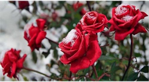 Как укрыть розы на зиму коробками. Укрытие роз на зиму