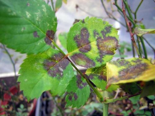 Как правильно укрыть розы на зиму. Как правильно обрезать розы на зиму 09