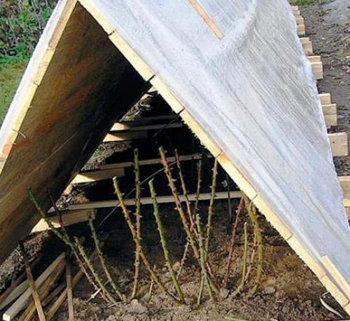 Как укрыть розы на зиму агроволокном. Чем и как укрыть розы на зиму в Средней полосе России