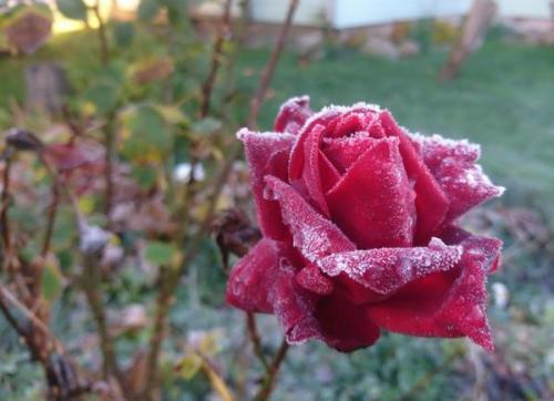 6 самых частых заблуждений об укрытии и подготовке роз к зиме. Ошибки при укрытии роз на зиму