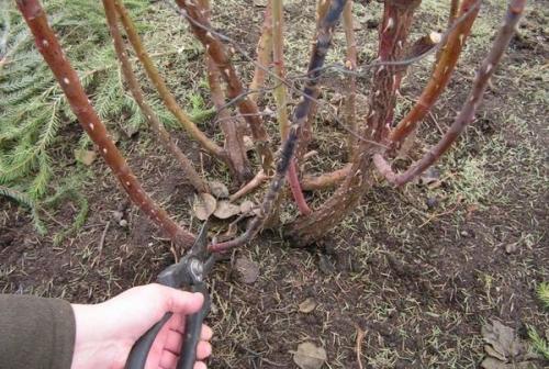 Когда обрезают розы на зиму. Когда обрезать розы осенью