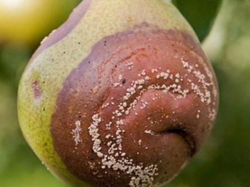 Покраснели листья на груше. Покраснели у груши листья: причины, лечение 11