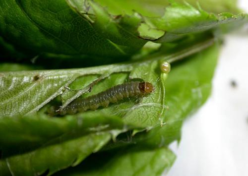 Болезни груши — лечение, защита и борьба с вредителями грушевого дерева