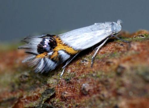 Болезни груши — лечение, защита и борьба с вредителями грушевого дерева