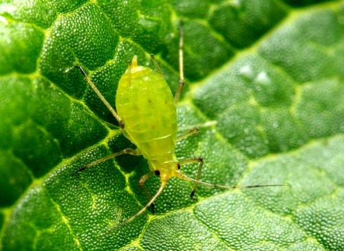 Болезни груши — лечение, защита и борьба с вредителями грушевого дерева