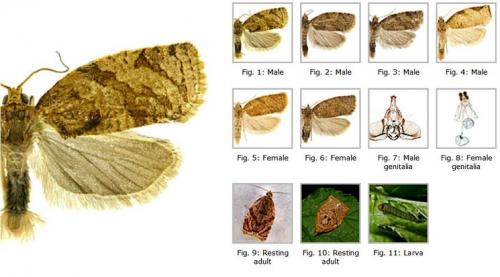 Болезни груши — лечение, защита и борьба с вредителями грушевого дерева
