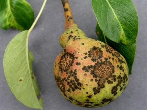 Покраснели листья на груше. Покраснели у груши листья: причины, лечение 12