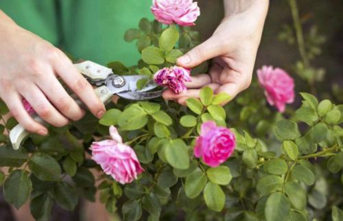Уход за розами по месяцам. Правильный уход за розами: календарь по месяцам