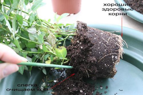 Уход за розами в горшке. Пересадка комнатной розы