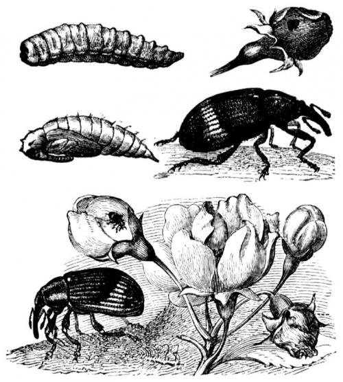 Болезни груши — лечение, защита и борьба с вредителями грушевого дерева
