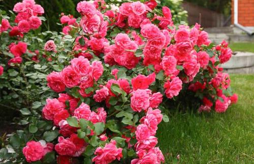 Уход за розами по месяцам. Правильный уход за розами: календарь по месяцам