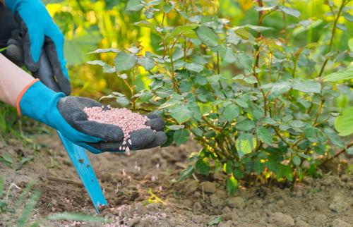 Уход за розами летом: секреты непрерывного цветения