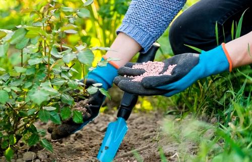 Уход за розами по месяцам. Правильный уход за розами: календарь по месяцам