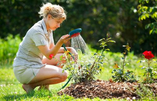 Уход за розами по месяцам. Правильный уход за розами: календарь по месяцам