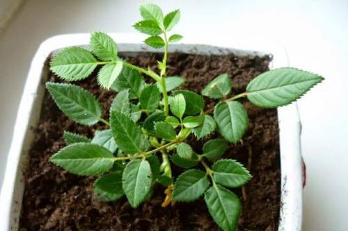 Уход за розами в горшке. Пересадка комнатной розы