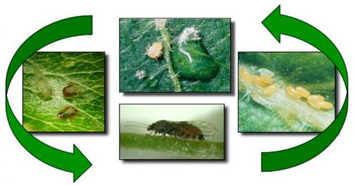 Болезни груши — лечение, защита и борьба с вредителями грушевого дерева