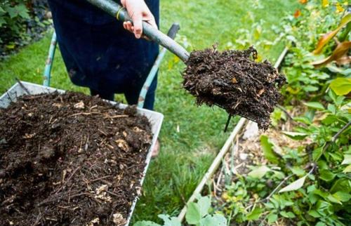 Уход за розами по месяцам. Правильный уход за розами: календарь по месяцам