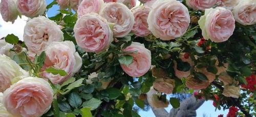 При какой температуре укрывать розы. Укрывать или не укрывать?