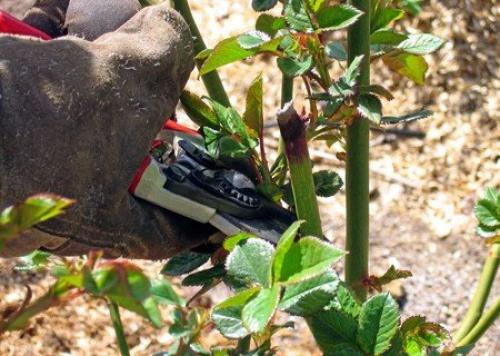 Как правильно утеплить розы. Как правильно укрыть розы на зиму, чтобы они не погибли, правильная инструкция 19