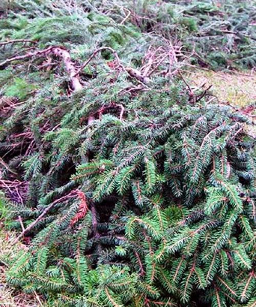 Как укрыть розы на зиму агроволокном. Чем и как укрыть розы на зиму в Средней полосе России