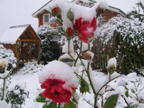 Как правильно утеплить розы. Как правильно укрыть розы на зиму, чтобы они не погибли, правильная инструкция 02